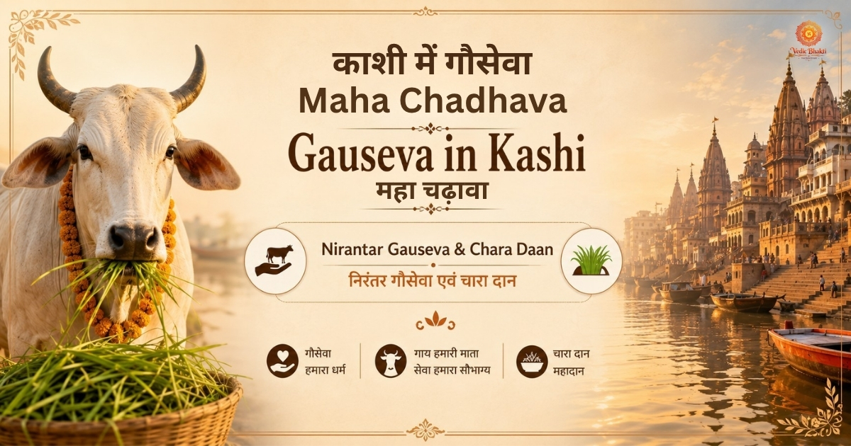 Divine virtuous in Kashi - Cow Cadhava
