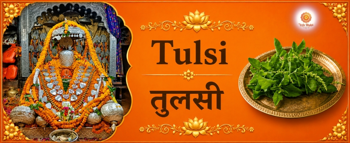 Tulsi Leaves
