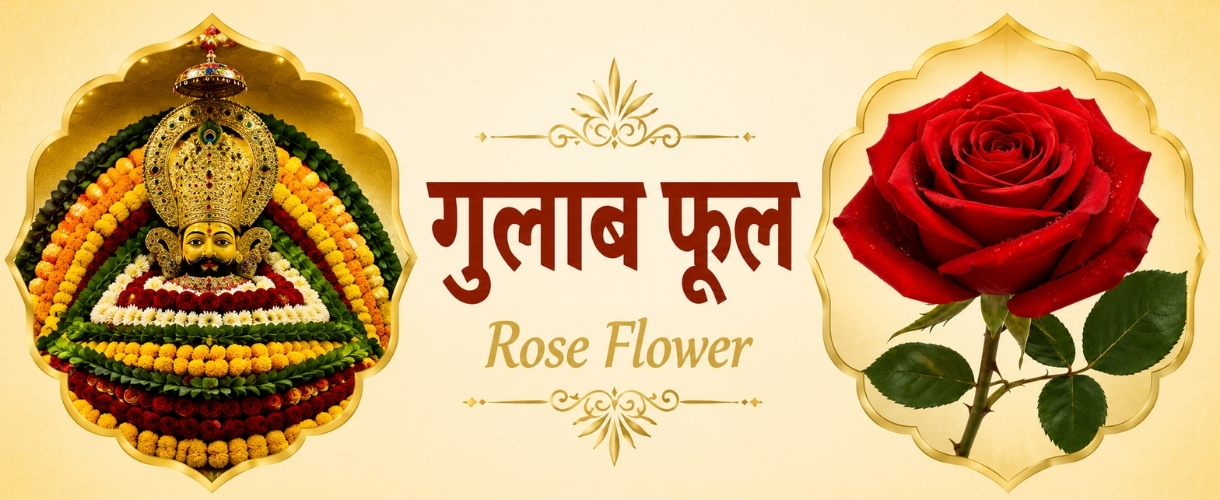 Rose Flawer