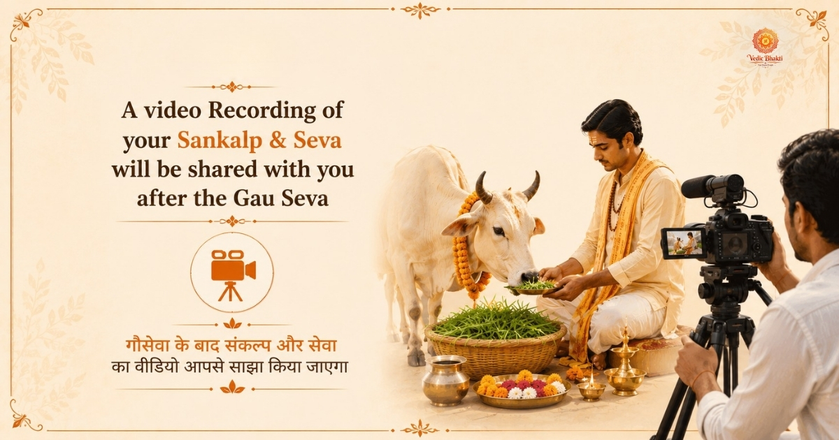 Divine virtuous service in Kashi - Cow Service thumbnail 3