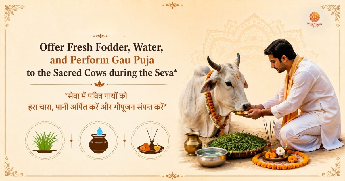 Divine virtuous service in Kashi - Cow Service thumbnail 4