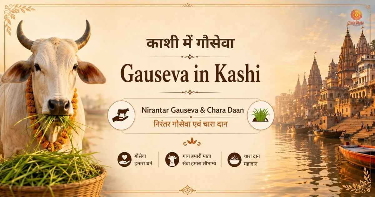 Divine virtuous service in Kashi - Cow Service thumbnail 1